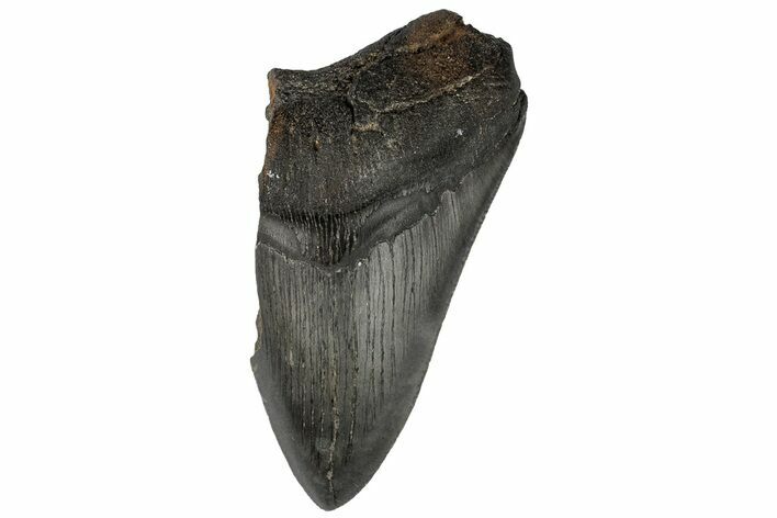 4.26" Partial, Fossil Megalodon Tooth 